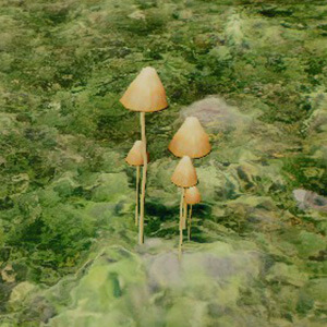 the forest wiki mushrooms